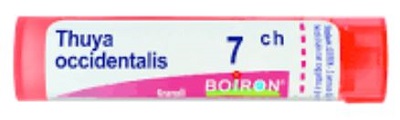 THUYA OCCIDENT 7CH GLOBULI - Farma Nice