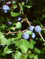 MSA PRUNUS SPINOSA 50 ML - Farma Nice