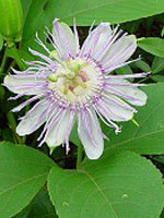TSA PASSIFLORA INCARNATA 50 ML - Farma Nice