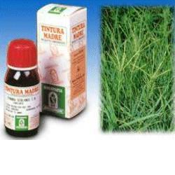 GRAMIGNA 37 50ML TM - Farma Nice
