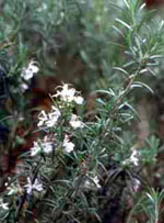 TSA ROSMARINUS OFFICINALIS 50 ML - Farma Nice