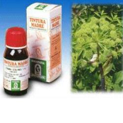 ANGELICA 55 50ML TM - Farma Nice