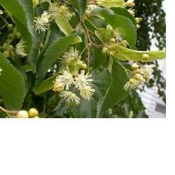 EIE TIGLIO 30 ML GOCCE - Farma Nice