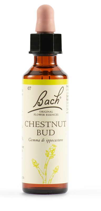 CHESTNUT BUD BACH ORIG 20 ML - Farma Nice
